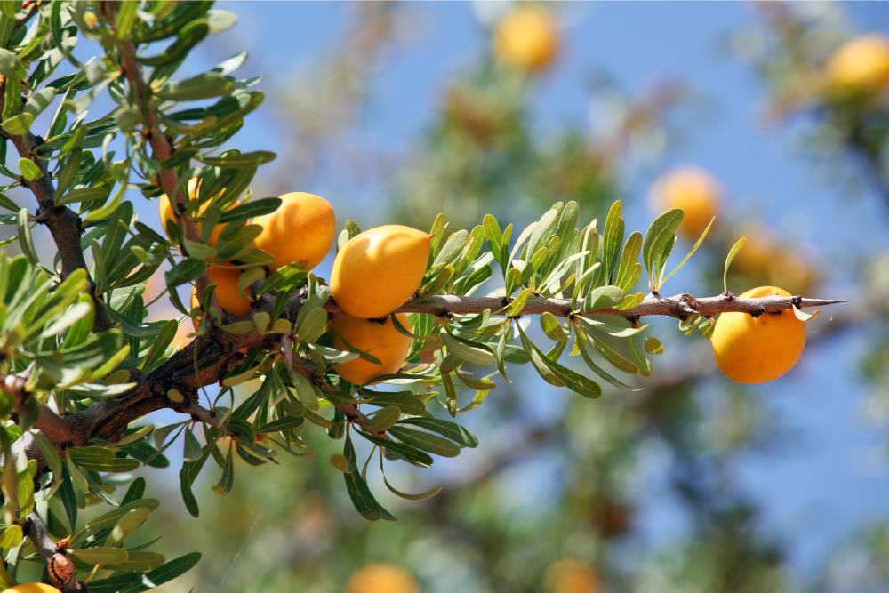 Argan Oil for Nails: Benefits of the Ultimate Moisturizer. 1 argan tree https://nailhow.com/argan-oil-for-nails-benefits/