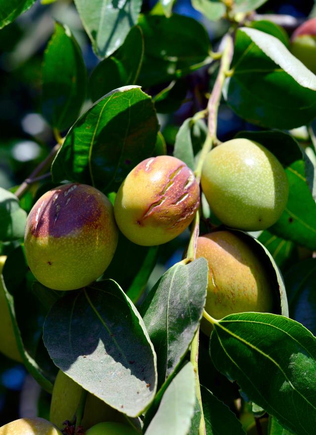 Transform Your Nails with the Magic of Jojoba Oil 2 jojoba plant https://nailhow.com/jojoba-oil-for-nails/